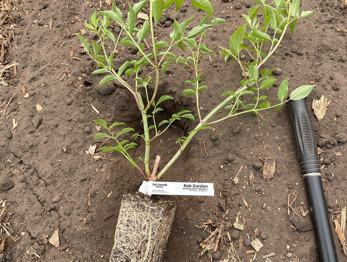 Elderberry from hardwood cuttings at 12 weeks, image 4 of 4