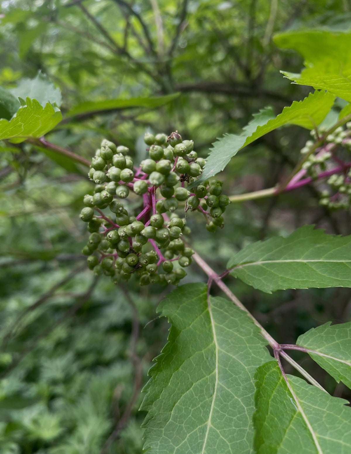 elderberry fruit, will be red or black by the fall