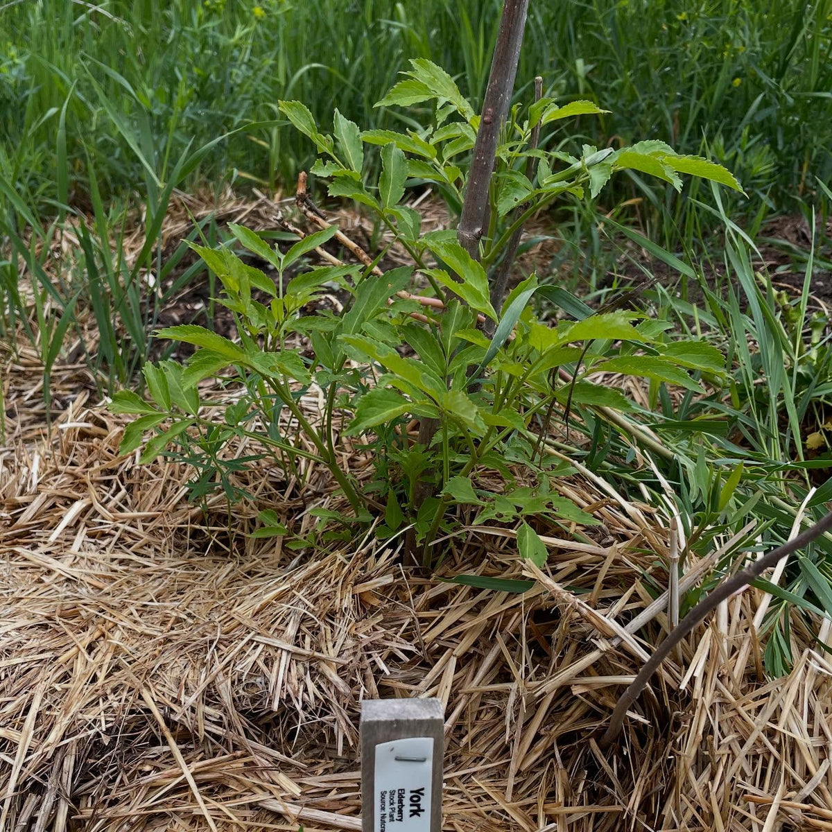 elderberry growing in zone 3, image 1 of 4