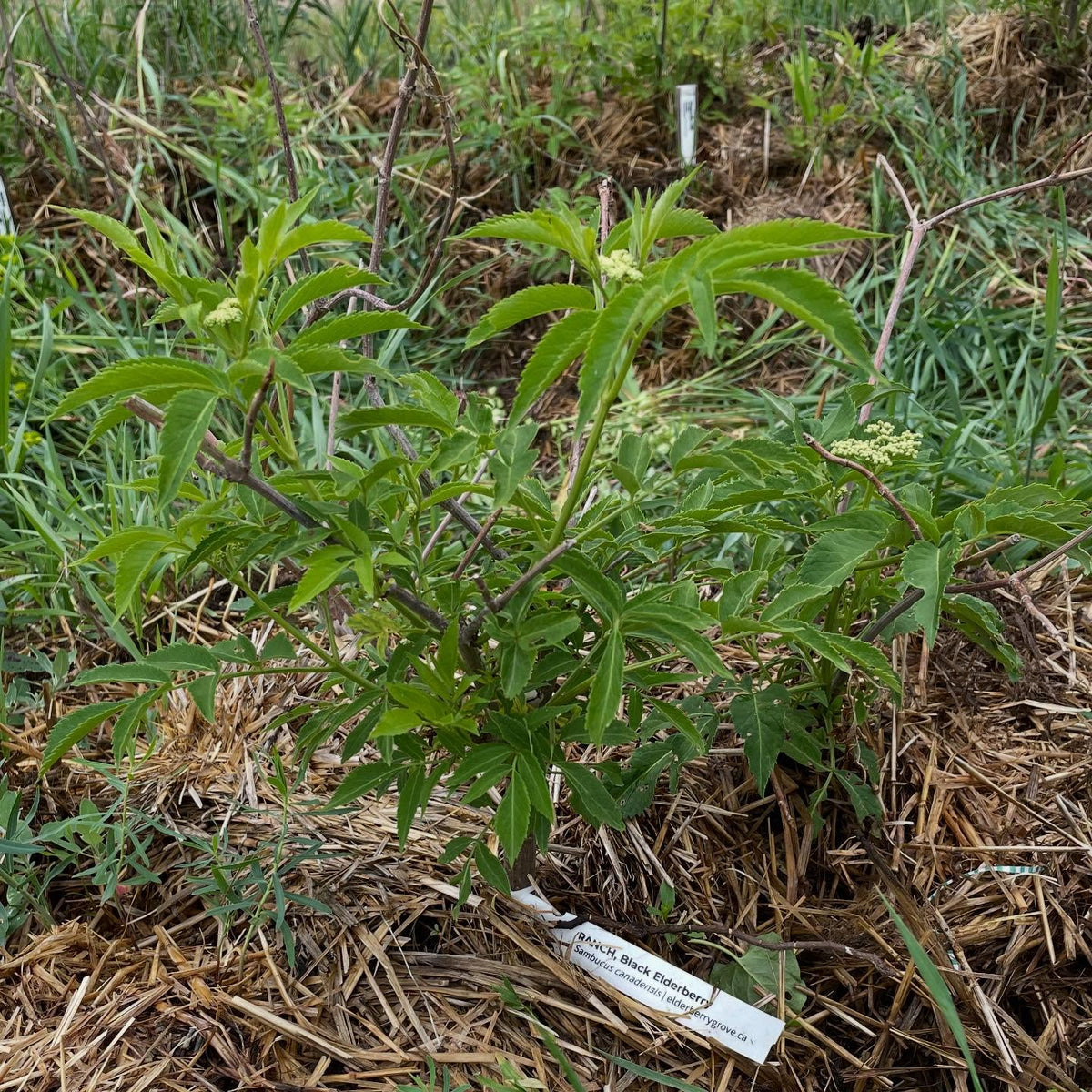 elderberry growing in zone 3, image 2 of 4