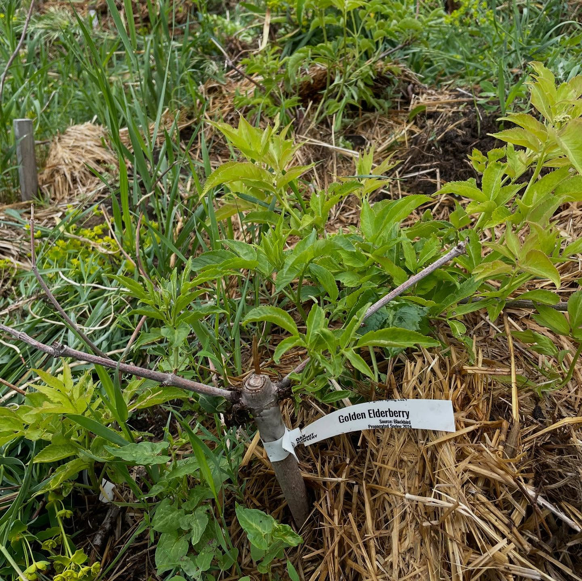 elderberry growing in zone 3, image 3 of 4