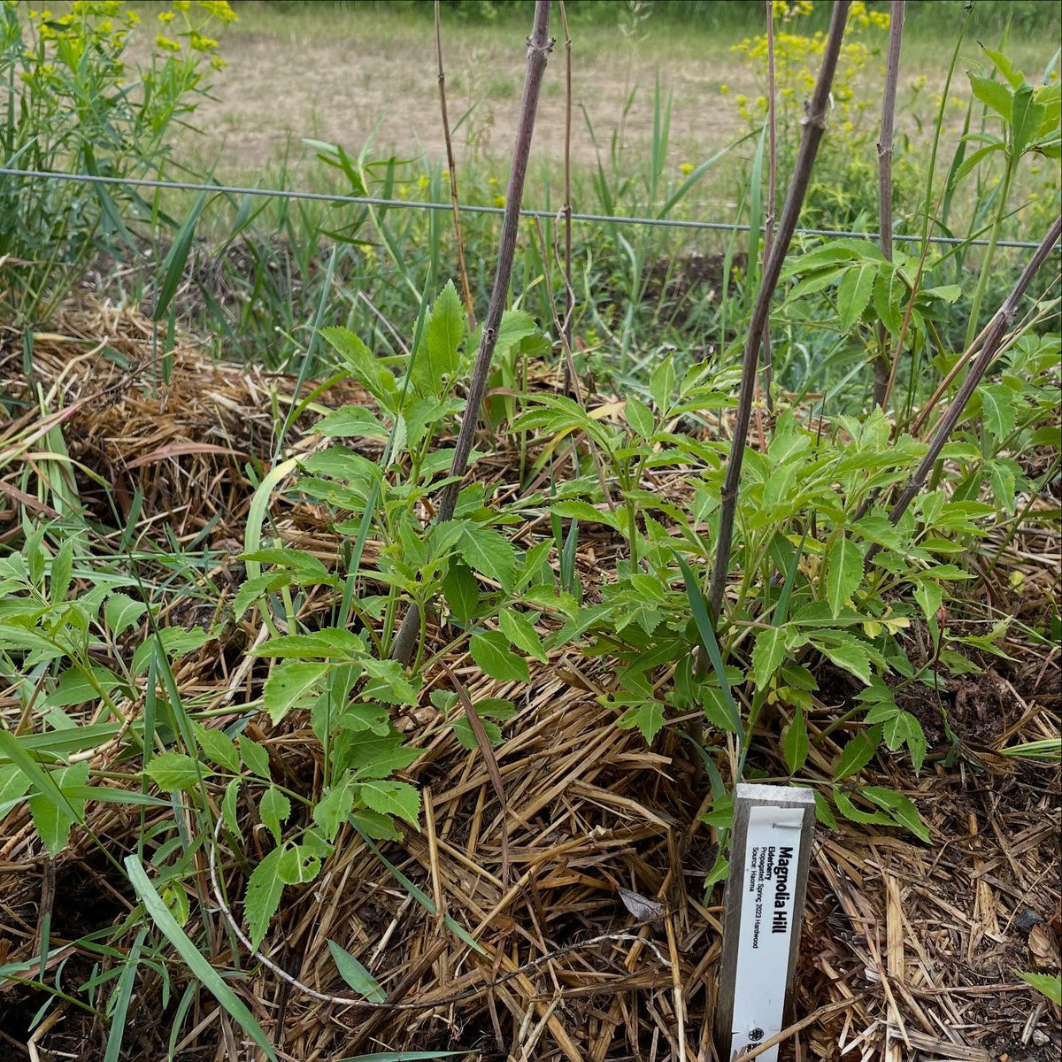 elderberry growing in zone 3, image 4 of 4