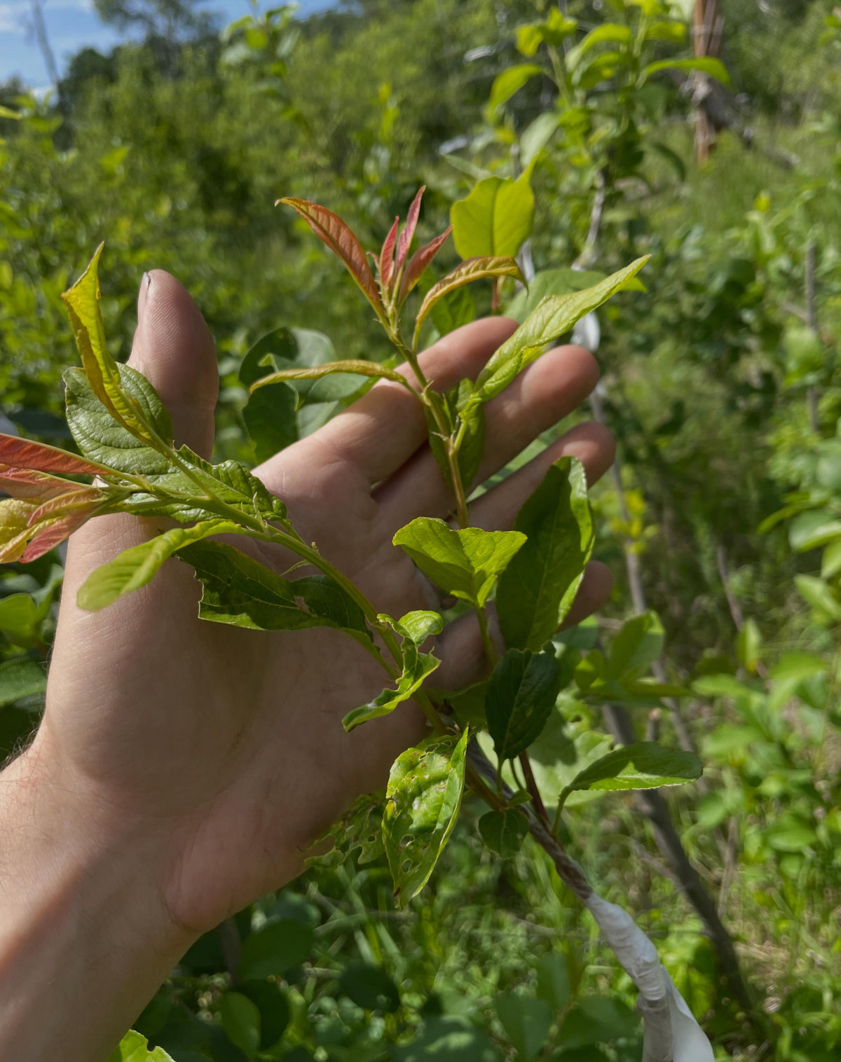 epsilon cherry plum, a happy addition to the collection here, image 1 of 6