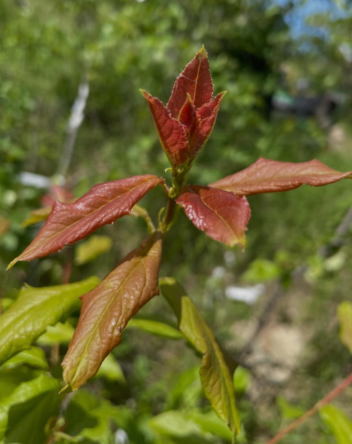 epsilon cherry plum, a happy addition to the collection here, image 5 of 6