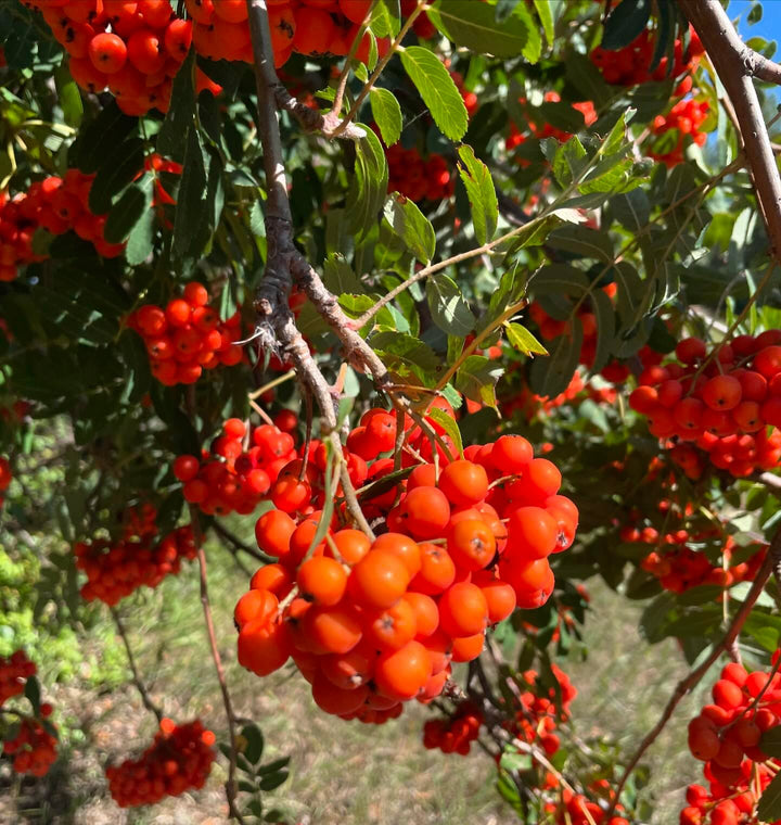 european mountain ash, image 1 of 4