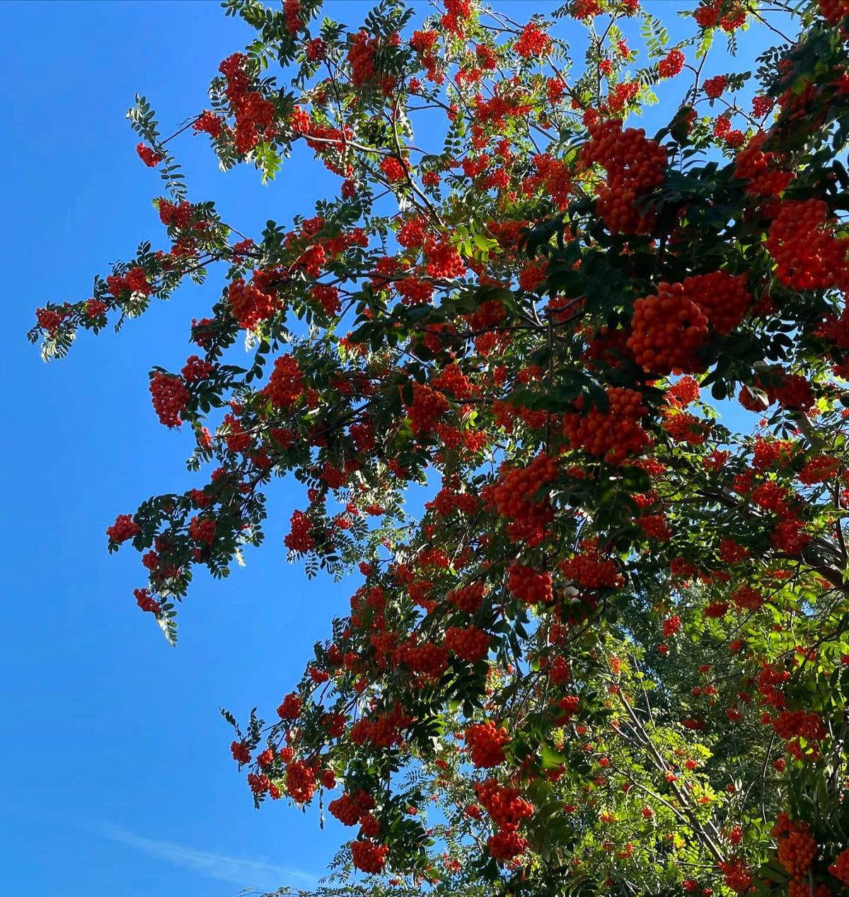 european mountain ash, image 2 of 4