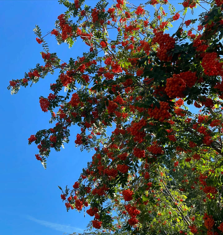 european mountain ash, image 2 of 4
