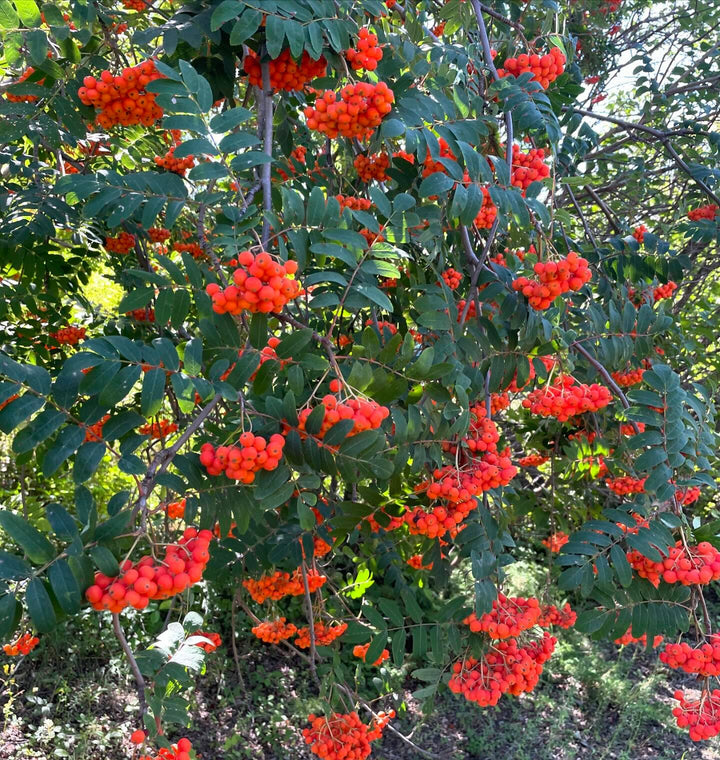 european mountain ash, image 3 of 4