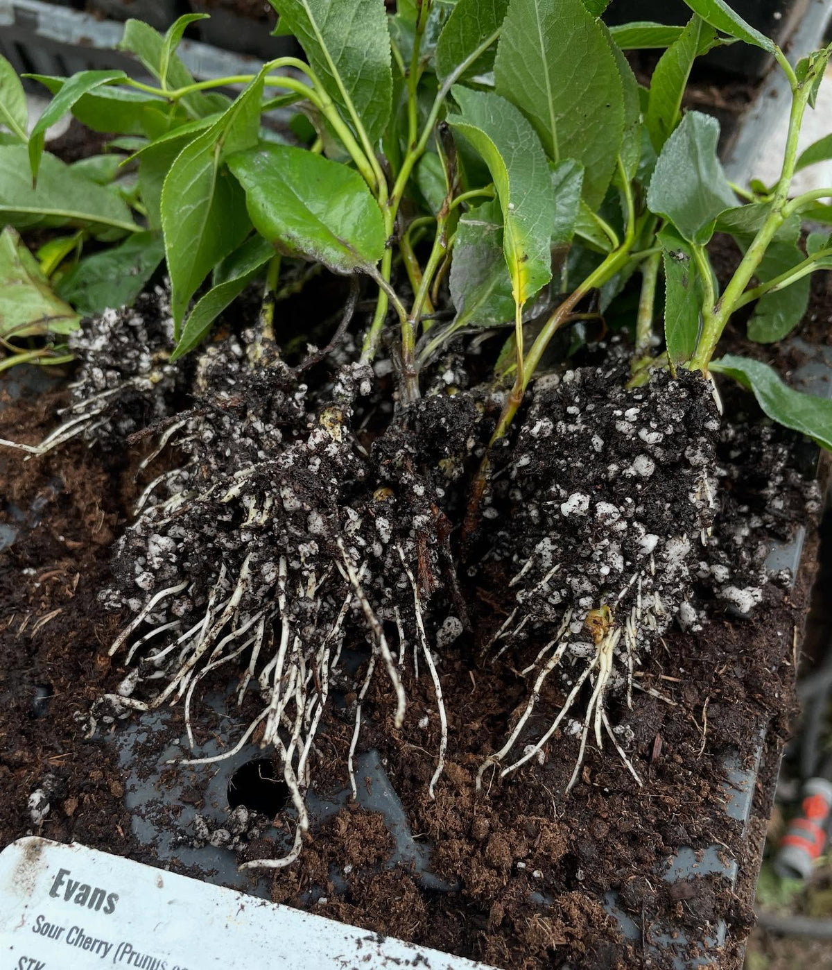 evans cherry and other Prunus cerasus hybrids can root from softwood, with some stronger iba and bottom heat to speed it, image 1 of 4