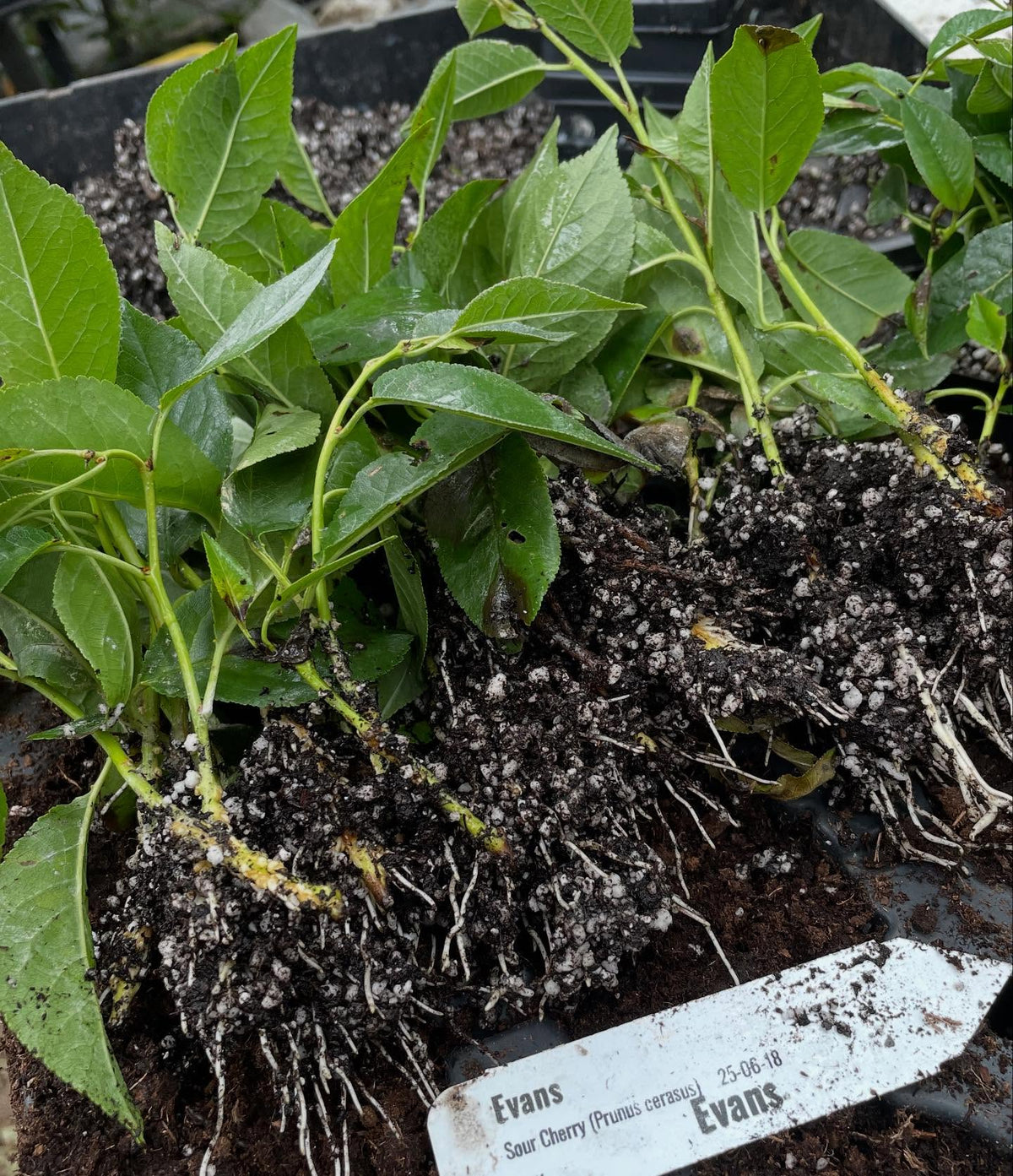 evans cherry and other Prunus cerasus hybrids can root from softwood, with some stronger iba and bottom heat to speed it, image 2 of 4