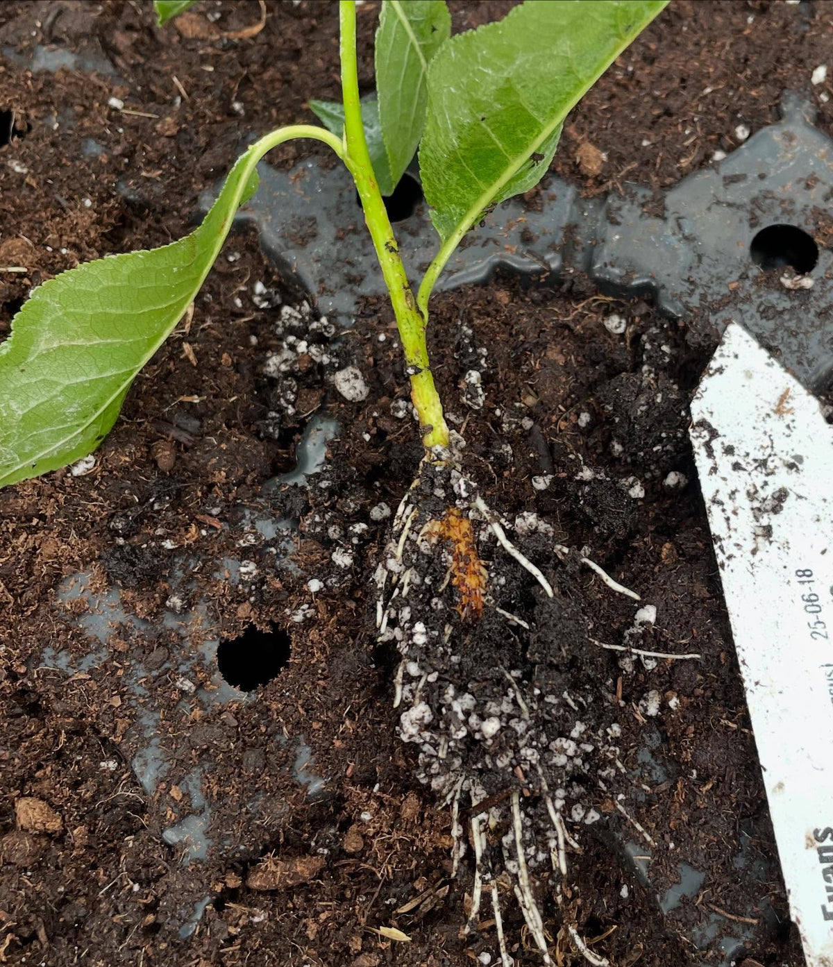 evans cherry and other Prunus cerasus hybrids can root from softwood, with some stronger iba and bottom heat to speed it, image 3 of 4