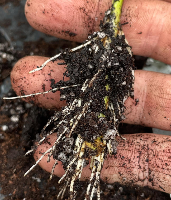 evans cherry and other Prunus cerasus hybrids can root from softwood, with some stronger iba and bottom heat to speed it, image 4 of 4