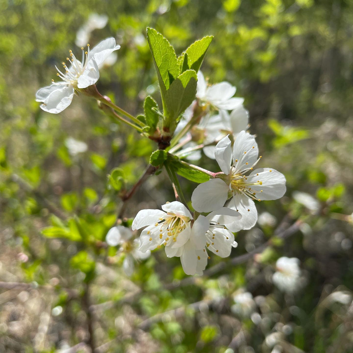 Evans cherry #evanscherry #cherryblossom #cherryblossoms #blossom #blossoms