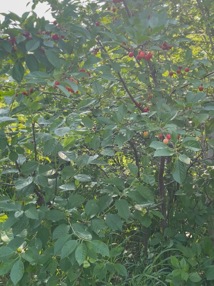 evans cherry orchard, trees just loaded and ripe today july 22, image 1 of 9