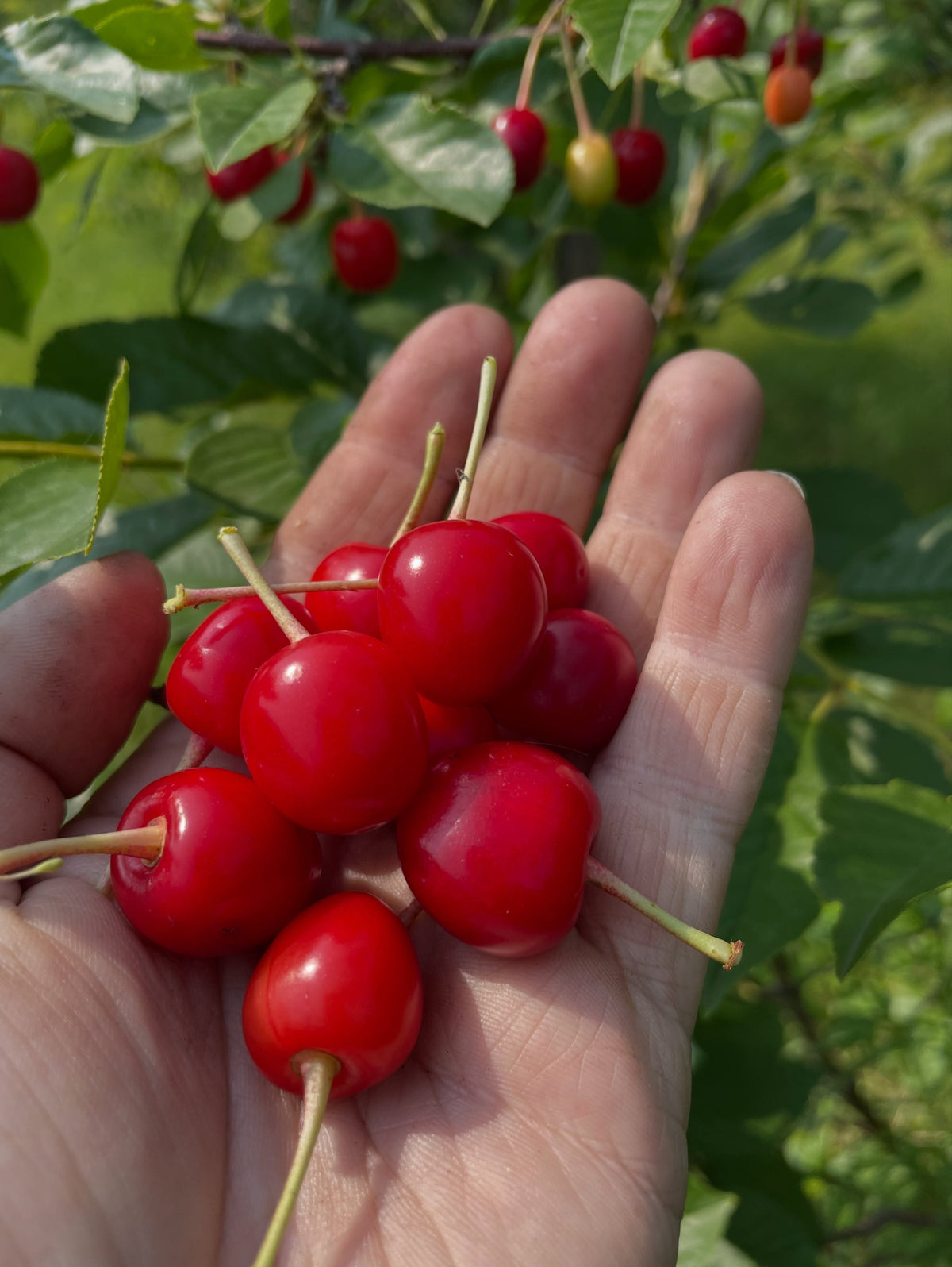 evans cherry orchard, trees just loaded and ripe today july 22, image 2 of 9