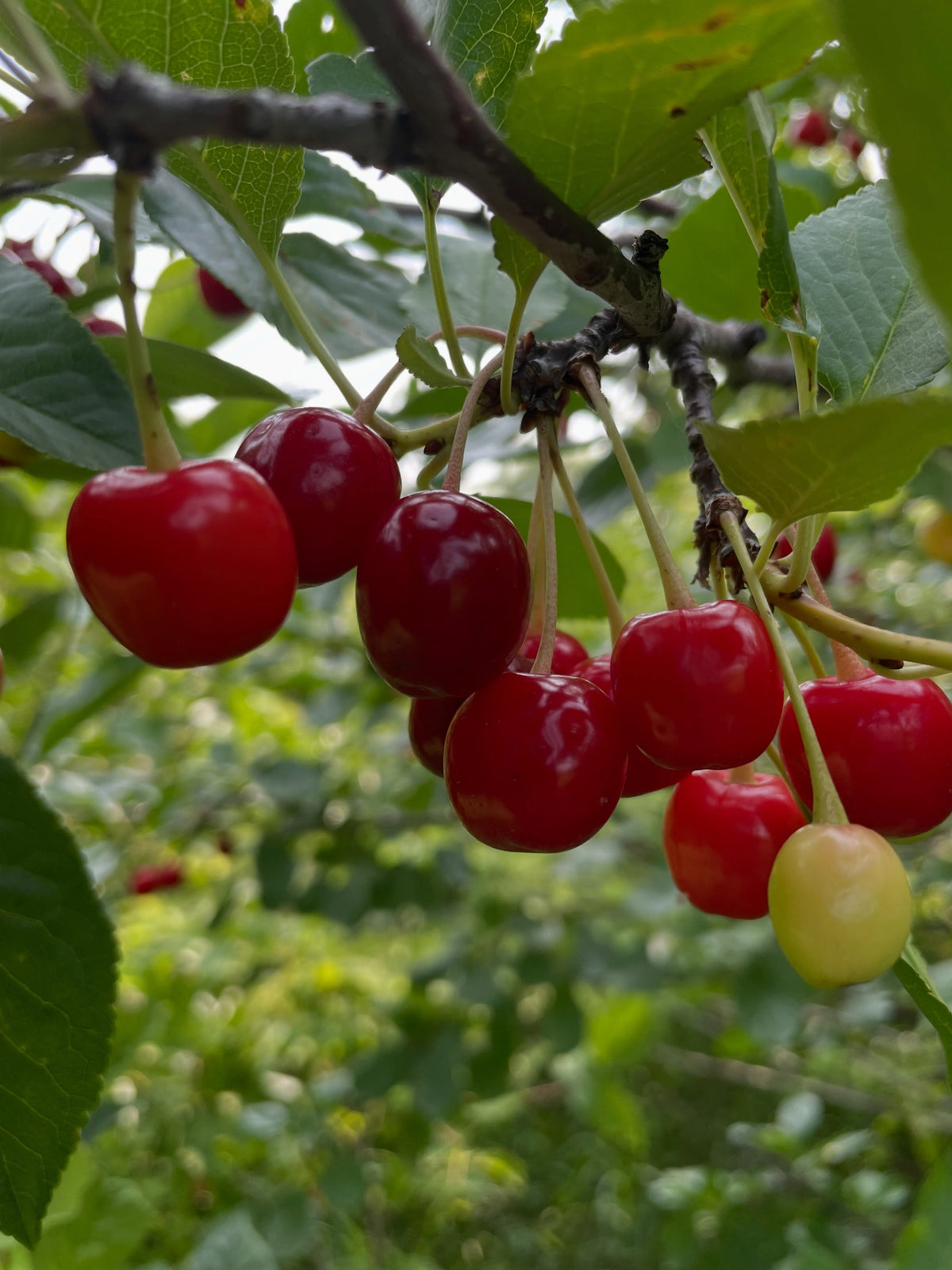 evans cherry orchard, trees just loaded and ripe today july 22, image 3 of 9