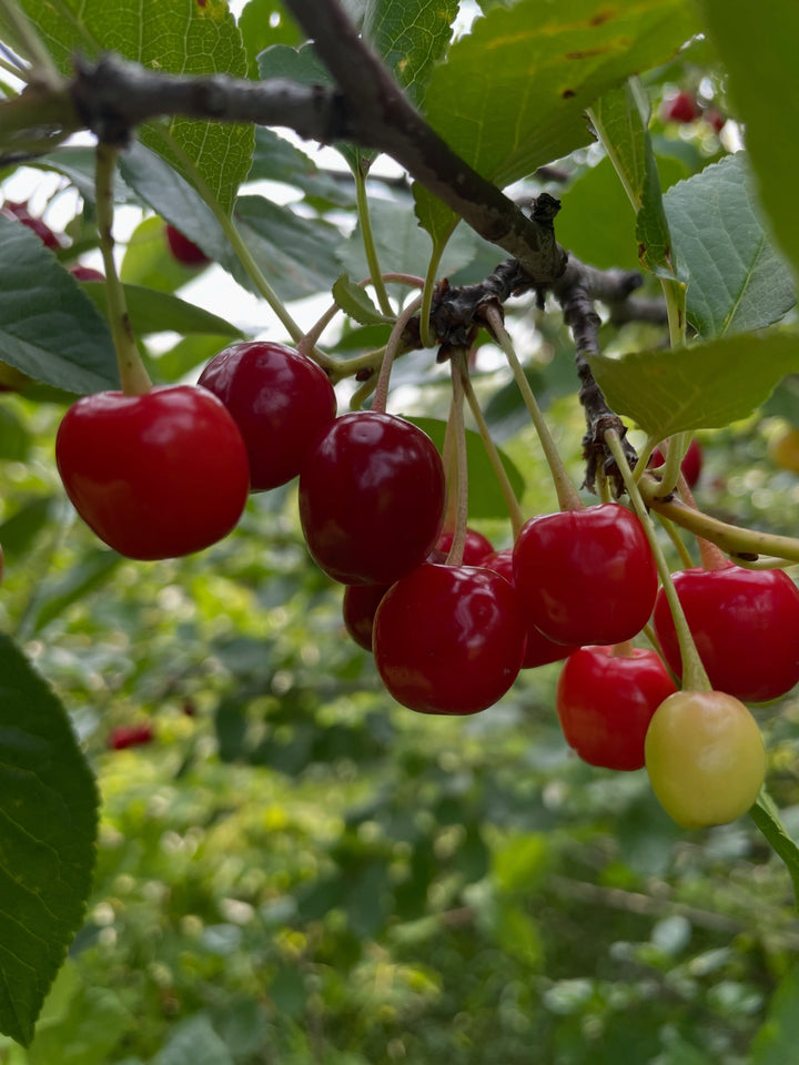 evans cherry orchard, trees just loaded and ripe today july 22, image 3 of 9