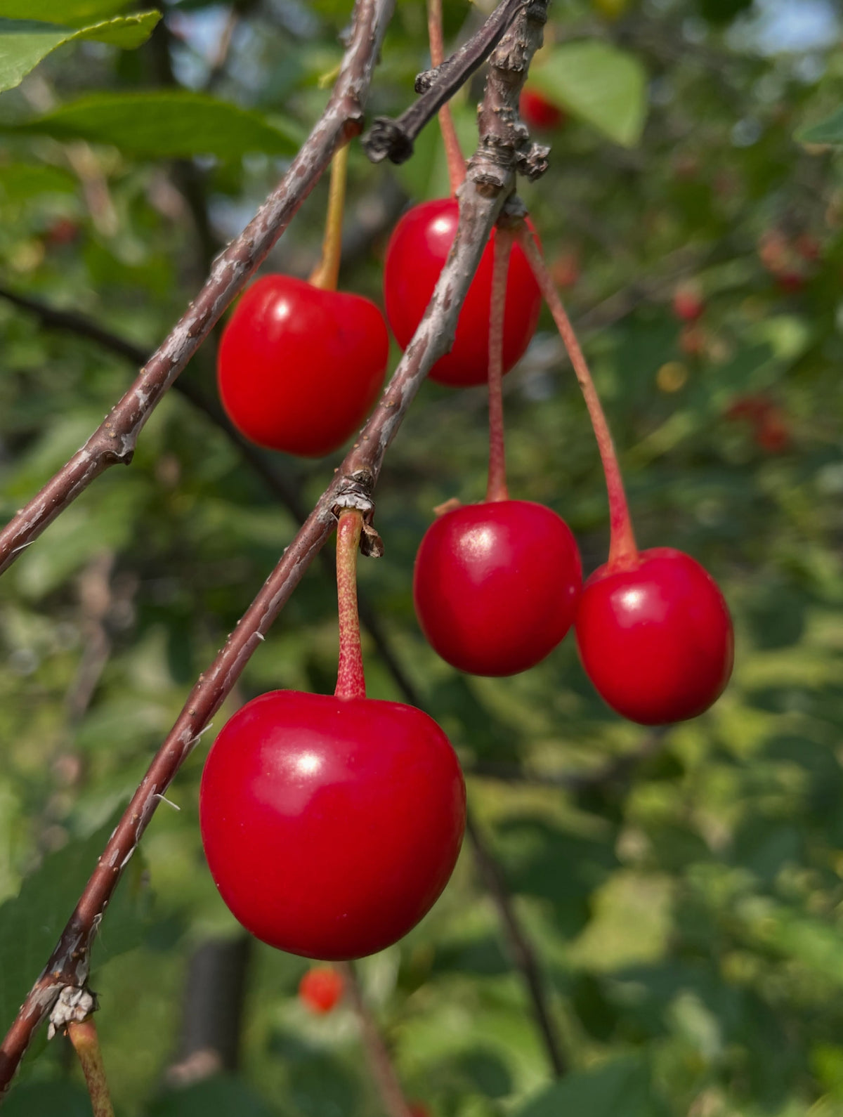 evans cherry orchard, trees just loaded and ripe today july 22, image 4 of 9