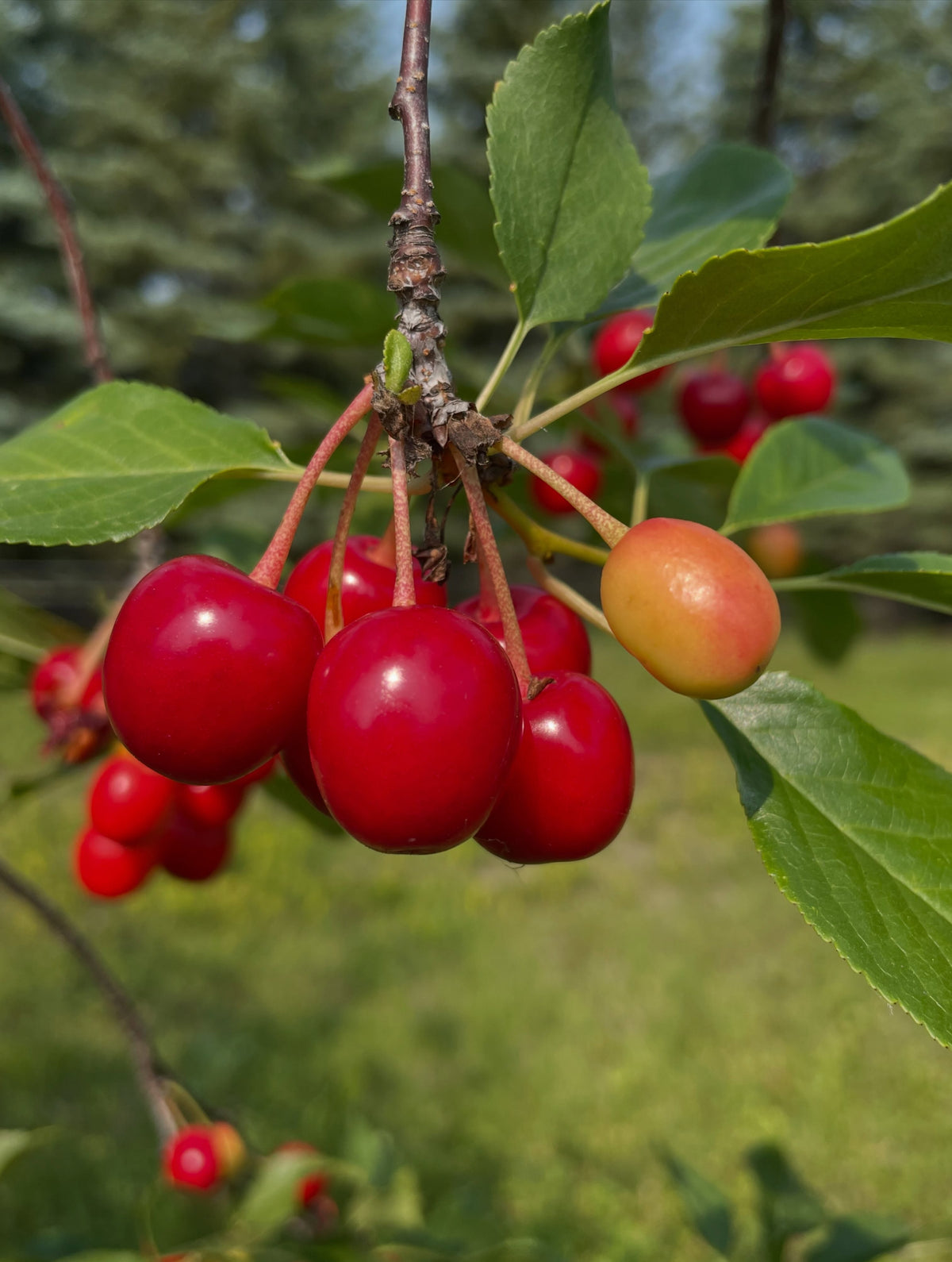 evans cherry orchard, trees just loaded and ripe today july 22, image 5 of 9
