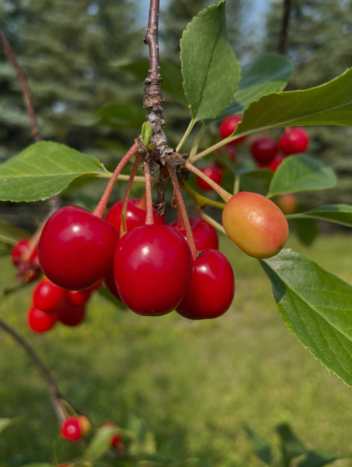 evans cherry orchard, trees just loaded and ripe today july 22, image 5 of 9