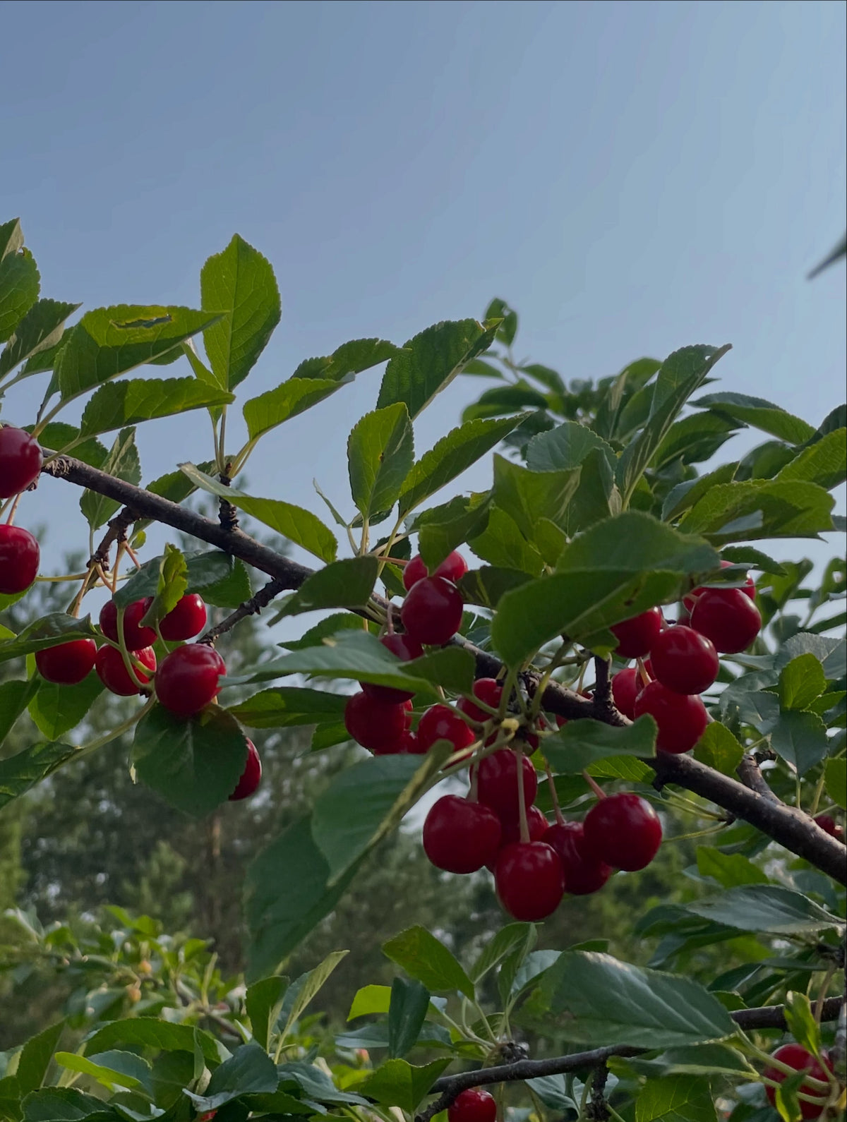 evans cherry orchard, trees just loaded and ripe today july 22, image 6 of 9