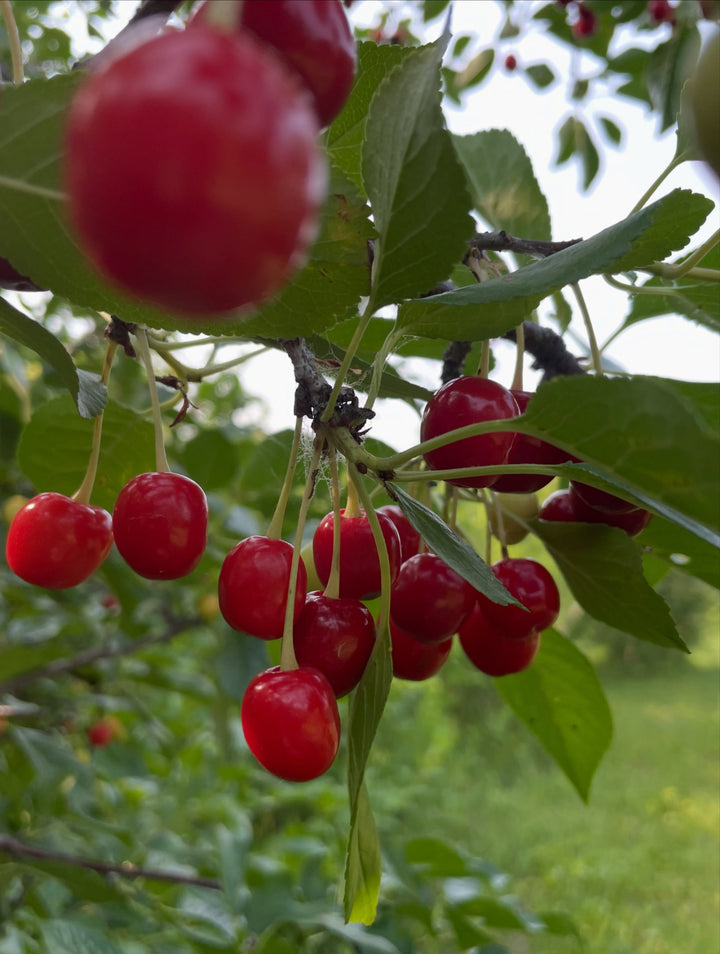 evans cherry orchard, trees just loaded and ripe today july 22, image 7 of 9