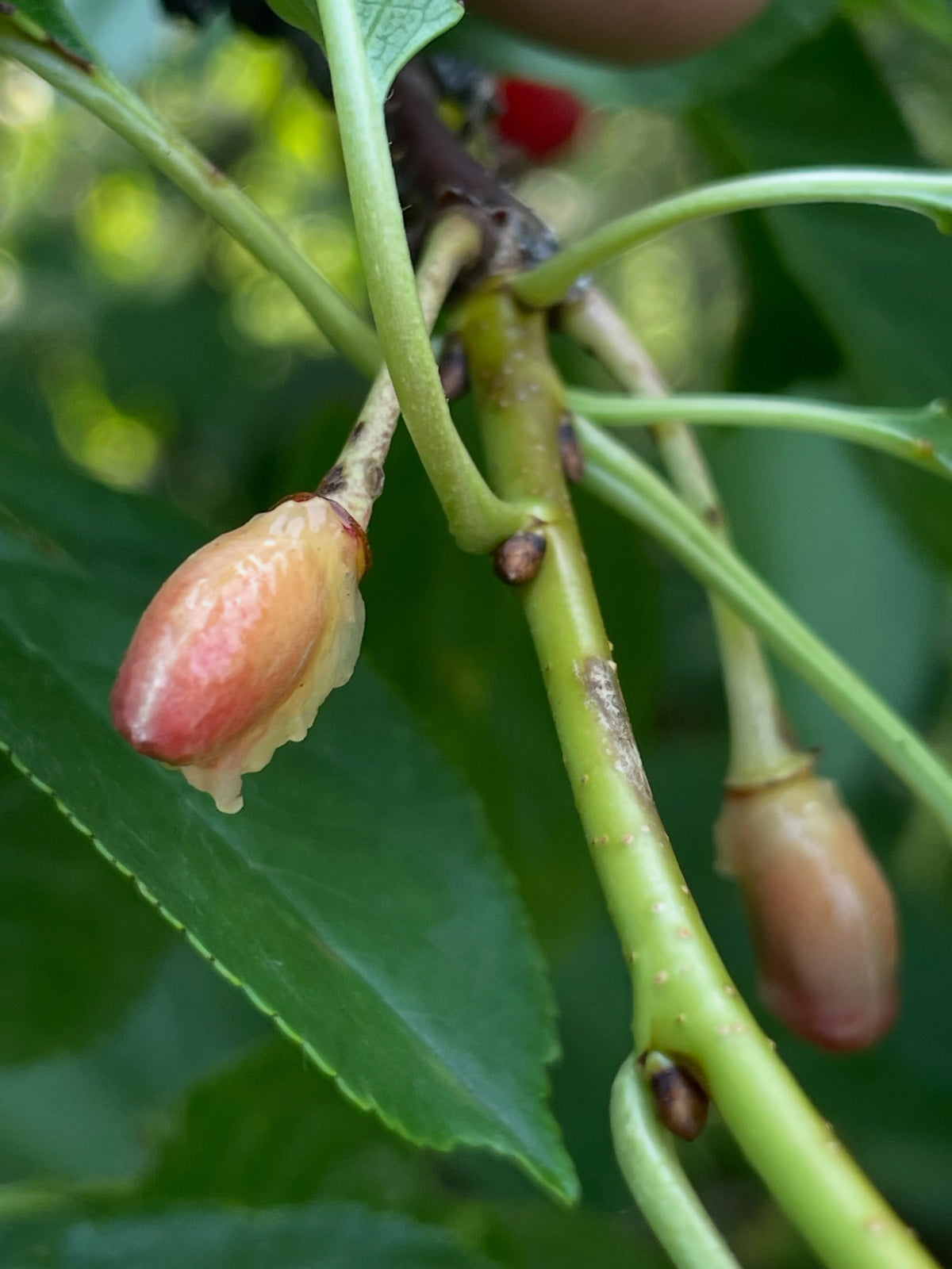 evans cherry orchard, trees just loaded and ripe today july 22, image 8 of 9