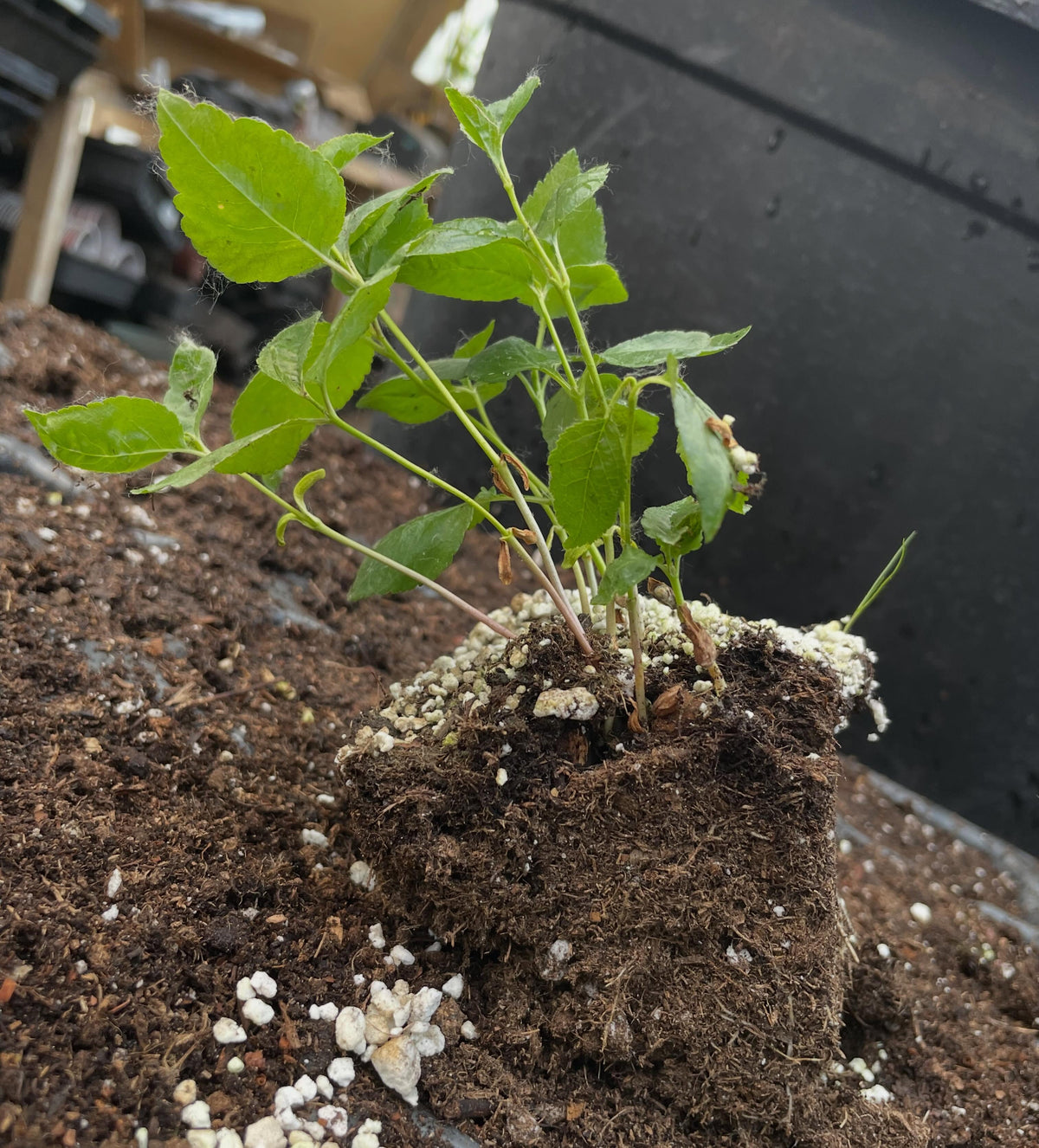 evans cherry seedlings, image 1 of 2