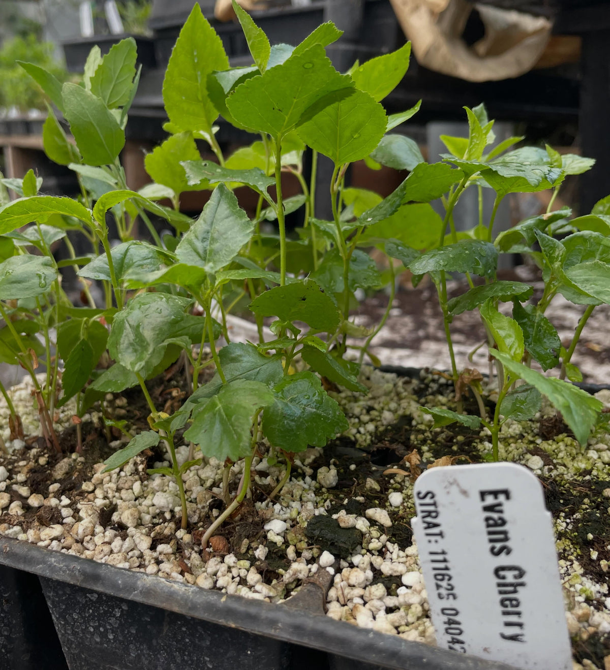 evans cherry seedlings, image 2 of 2