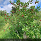 Evans Cherry (Prunus cerasus 'Evans')