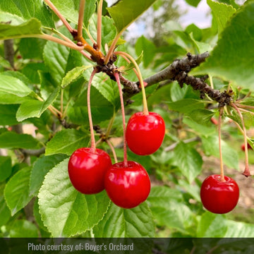 Evans Cherry (Prunus cerasus 'Evans')