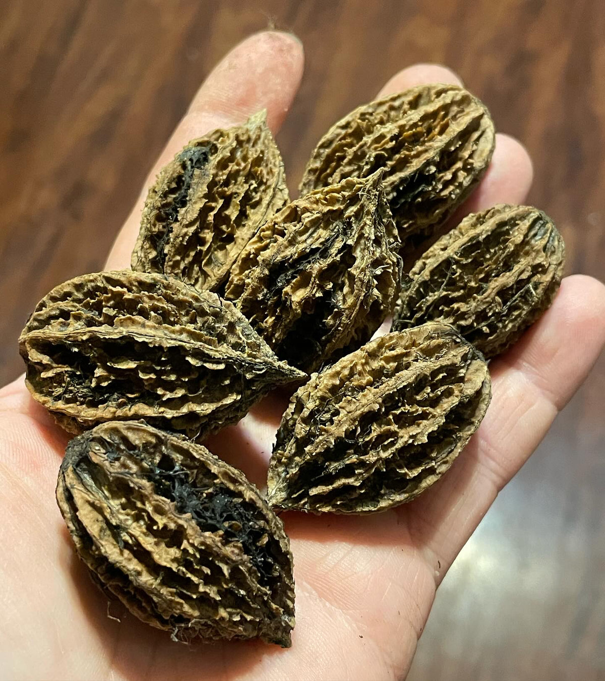 excited to find another source of zone 3 manitoba **edited** nuts which I suspect may be butternut, image 1 of 3