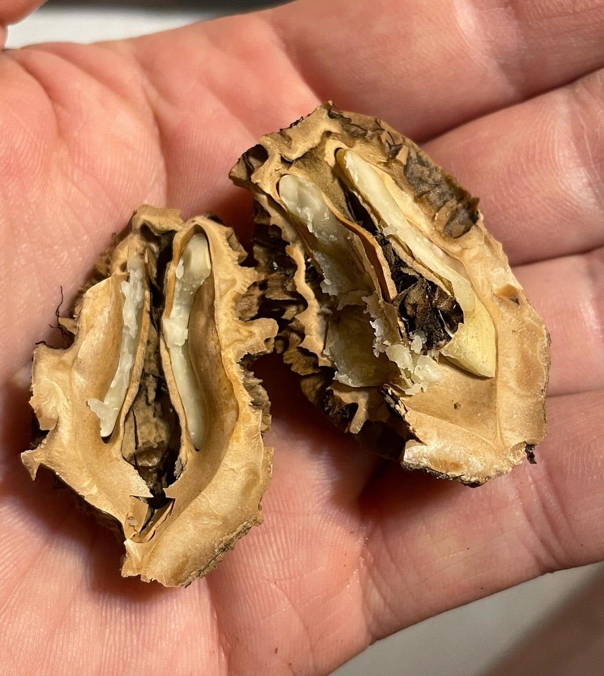 excited to find another source of zone 3 manitoba **edited** nuts which I suspect may be butternut, image 2 of 3