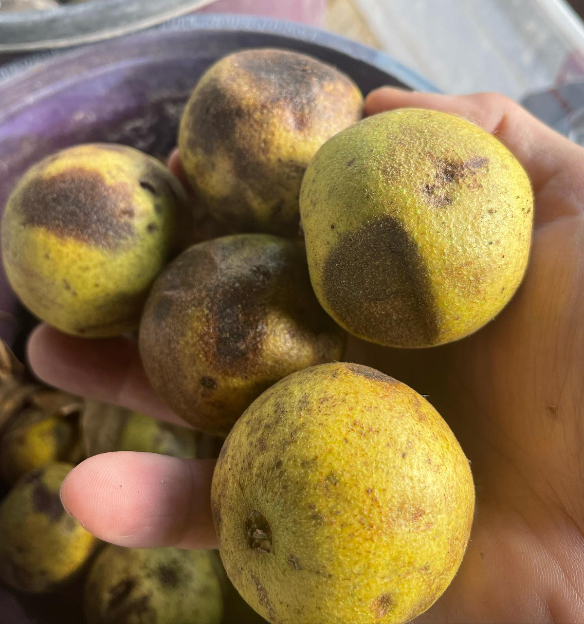 excited to grow some walnut trees in the spring from locally sourced black walnuts