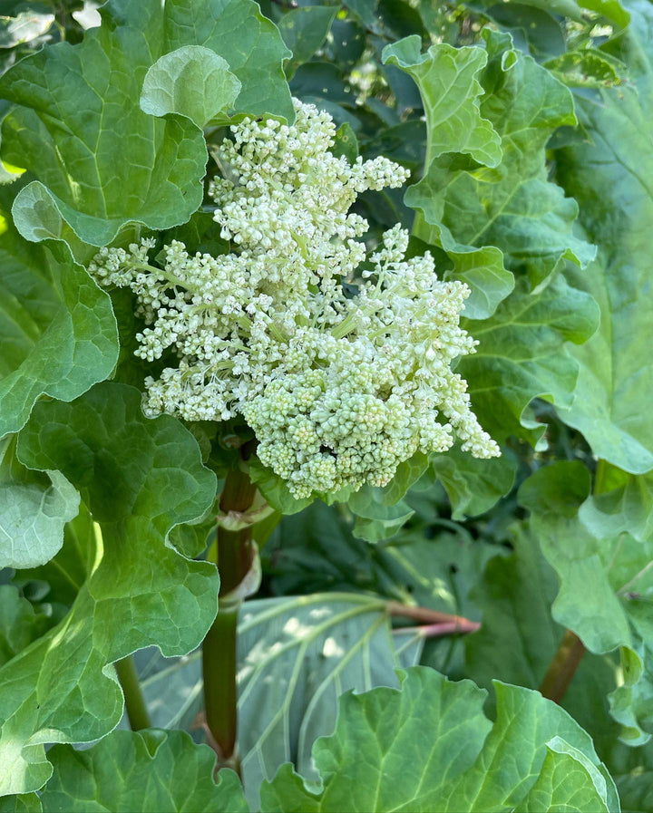 excited to see our monster rhubarb plant is bolting, I grew dozens of rhubarb from seeds over the winter and while it’s usually advised to use division I found they grow very fast from seed, we had plants the size you see in a garden center in the one gallon pots after 12 weeks under the grow lights, image 1 of 2