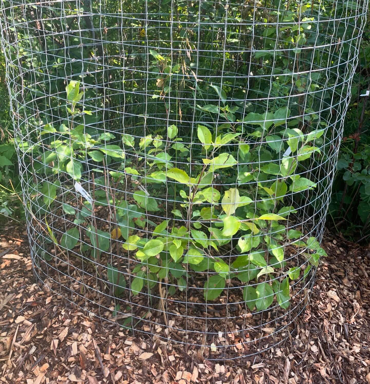 experimental apple grafts from 2022, finally caged, image 1 of 2