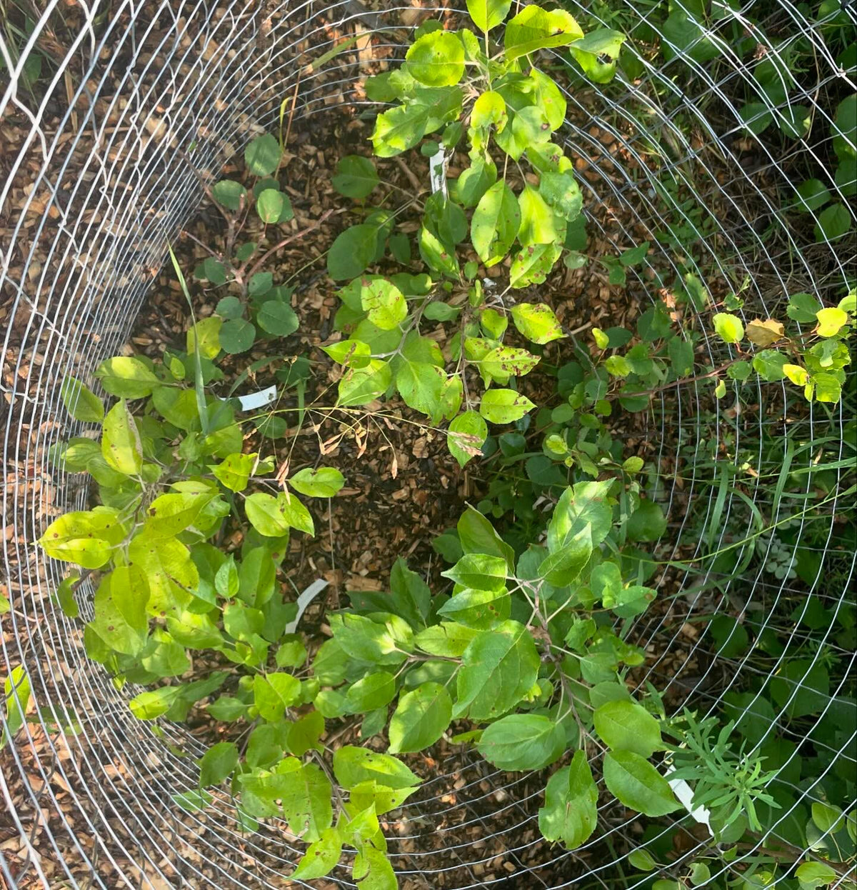 experimental apple grafts from 2022, finally caged, image 2 of 2