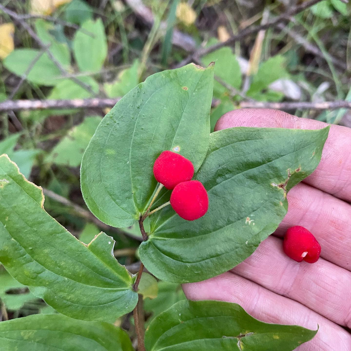 fairy bells