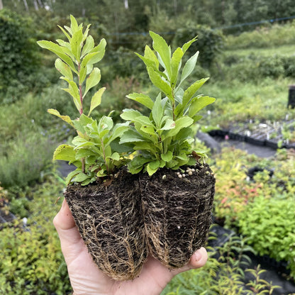 Goldenrod at Oak Summit Nursery, fall 2026