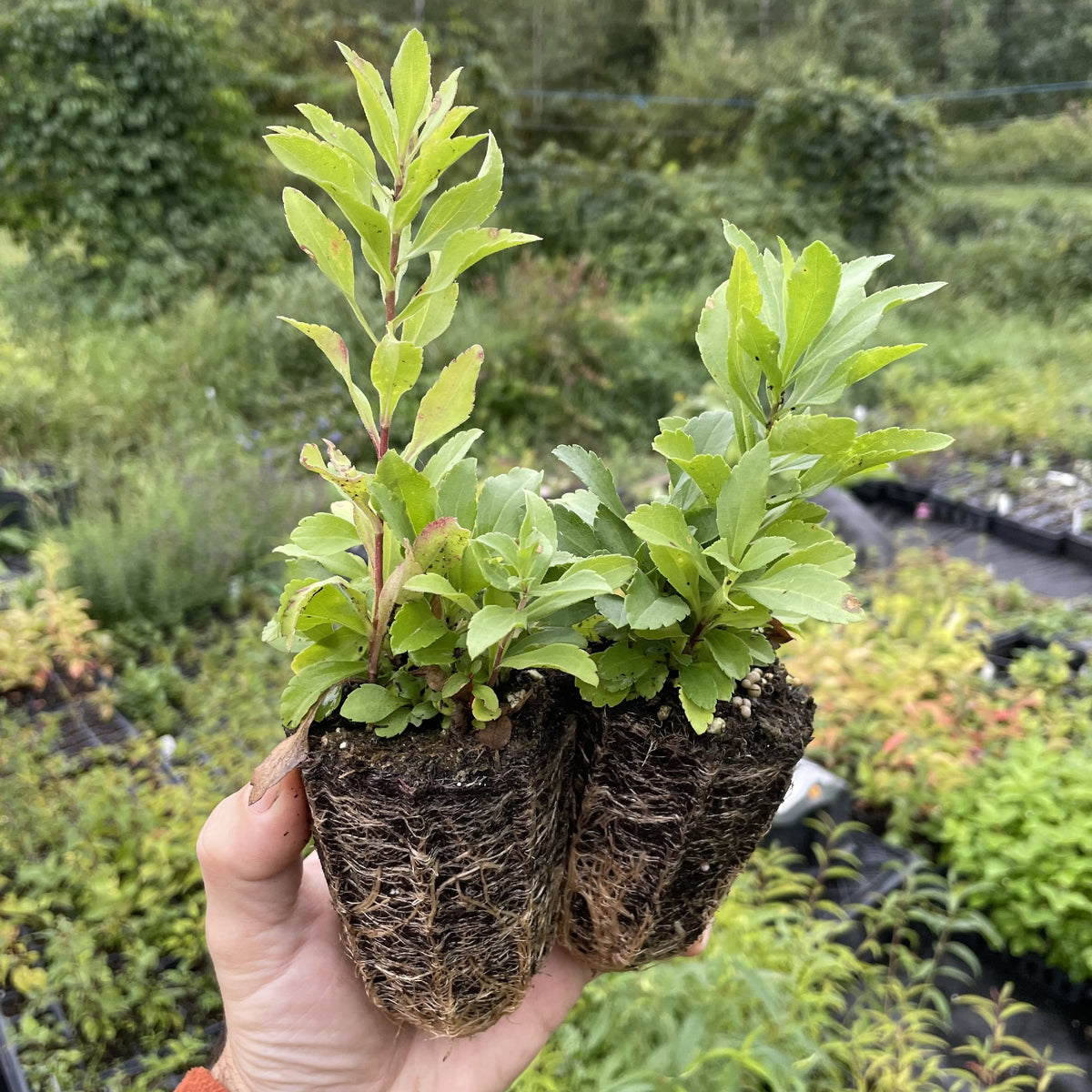 Goldenrod at Oak Summit Nursery, fall 2026