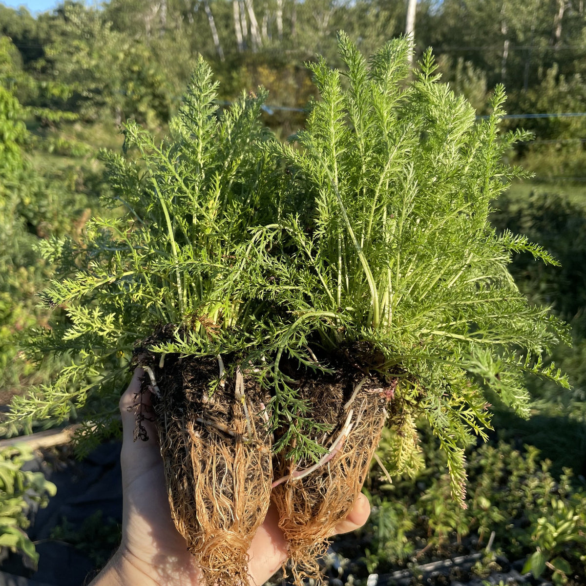 White Yarrow at Oak Summit Nursery, fall 2026
