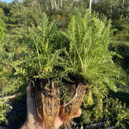 White Yarrow at Oak Summit Nursery, fall 2026