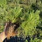 White Yarrow at Oak Summit Nursery, fall 2026