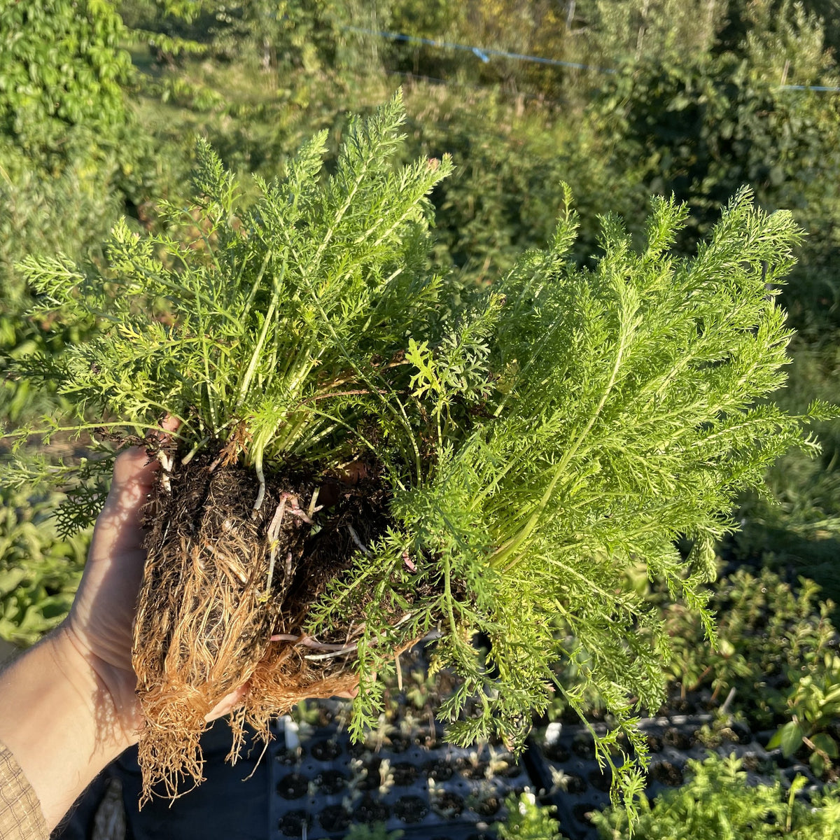 White Yarrow at Oak Summit Nursery, fall 2026