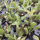 Narrow Leaved Coneflower at Oak Summit Nursery, fall 2026