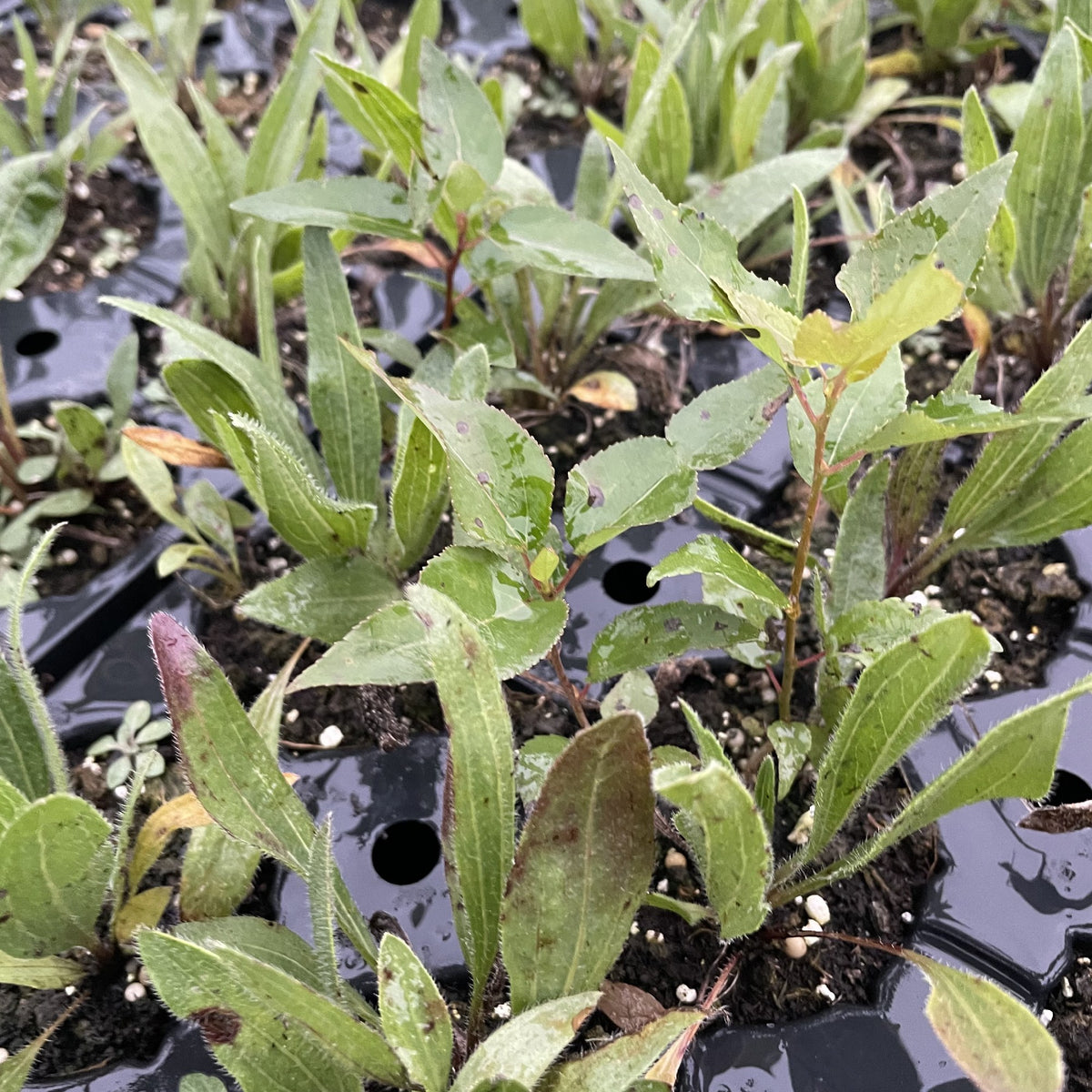 Narrow Leaved Coneflower at Oak Summit Nursery, fall 2026