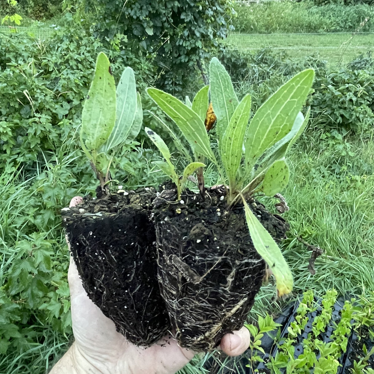 Narrow Leaved Coneflower at Oak Summit Nursery, fall 2026