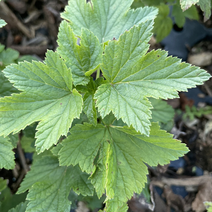 Ben Connan Black Currant (Ribes nigrum 'Ben Connan') at Oak Summit Nursery, fall 2026