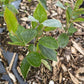 Hedge Cotoneaster (Cotoneaster lucidus) at Oak Summit Nursery, fall 2026