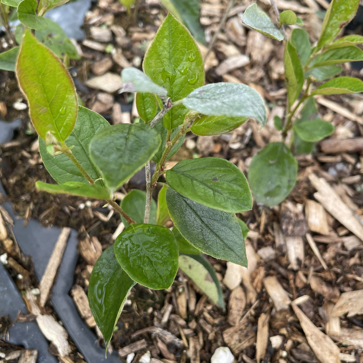 Hedge Cotoneaster (Cotoneaster lucidus) at Oak Summit Nursery, fall 2026